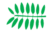Leaf morphology Even pinnate.png (13 KB) Leaf morphology Even pinnate