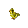 Pidgey NB variocolor