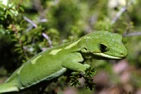 Gecko