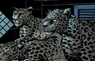 Dez and sisters jaguar