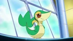 EP661 Snivy de Trip