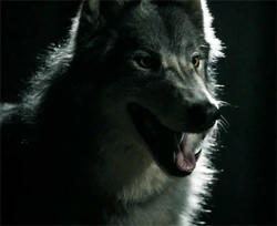 WerewolfMason