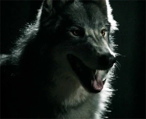 WerewolfMason