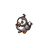 Starly NB hembra