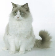 Ragdoll