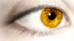 Goldeye