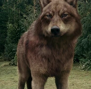 Eclipse 14 wolf jake 2