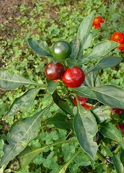Chilli Joe's round