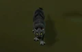 CAT.jpg