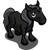 Black Pony Foal