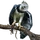 Item harpyeagle 01