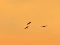 Aguilas
