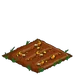Candy Corn withered