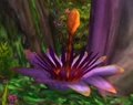 Moonpetal Lily.jpg