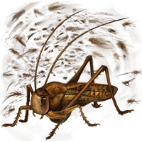 Huge item locust 01.png