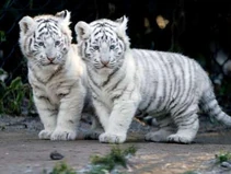 Tigercubs
