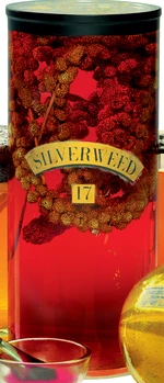 Silverweed