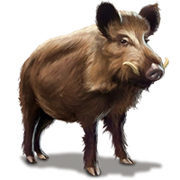 Huge item cinghiale 01.png