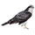 Item goshawk 01