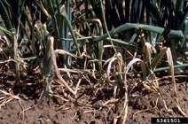Onion Fusarium basal rot Fusarium oxysporum f. sp. cepae Foliage