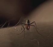 TheMosquito