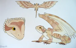 Draginfli's Bearded Dragon.jpg