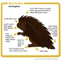 Porcupine anatomy.gif