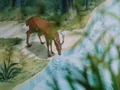 Deer1