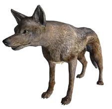 http://images3.wikia.nocookie.net/__cb20101101021561/fallout/images//thumb/1/1e/CoyoteFNV.png/225px-CoyoteFNV.png