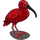 Scarlet Ibis