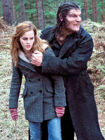 Greybackhermione.jog.jpg