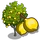 Ponderosa Lemon Tree-icon