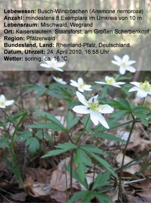 Anemonen.jpg