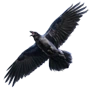 Raven