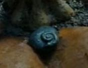 Snail 2