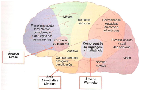 Dislexia cerebro