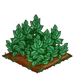 Peppermint extra100