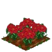 Poinsettia extra100