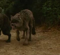 Jared-wolf.jpg