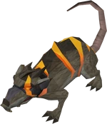 Rat Warped