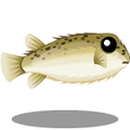 ColorfulFish Puffer Fish-icon