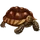 Item spurtortoise 01.png