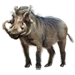 Warthog