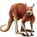Item redkangaroo 01