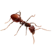 Army Ants