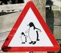 Penguin-crossing-sign1.jpg
