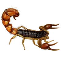 Huge item europeanscorpion 01.png