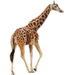 Item giraffe 01.png