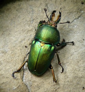 Big Green Beetle