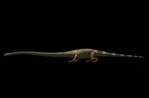 Tanystropheus